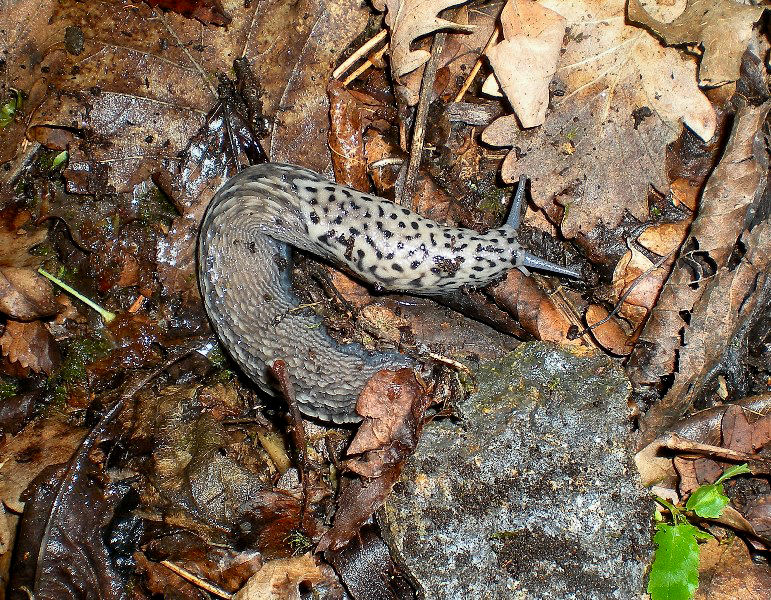 Limax subalpinus  Lessona 1880 dal Monte Musine (TO)